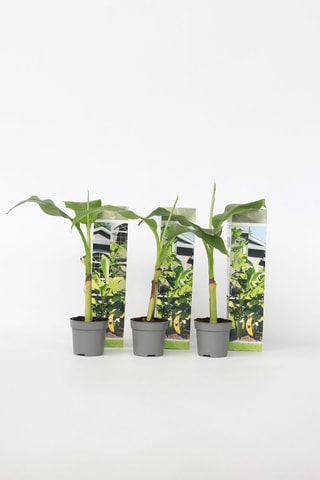 3 bananeiras tropicais 'Musa Basjoo' - Altura Entregue 25-40 cm