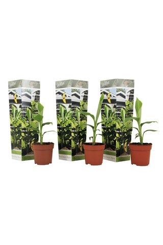 3 bananeiras tropicais 'Musa Basjoo' - Altura Entregue 25-40 cm