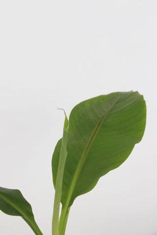 3 bananeiras tropicais 'Musa Basjoo' - Altura Entregue 25-40 cm