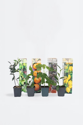 4 árvores de fruto mediterrânicas - Altura Entregue 25-40 cm