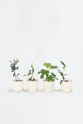 4 árvores de fruto mediterrânicas - Altura Entregue 25-40 cm