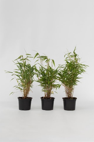 3 fargesias - Altura entregue 25-40 cm