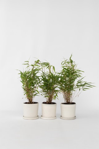 3 fargesias - Altura entregue 25-40 cm