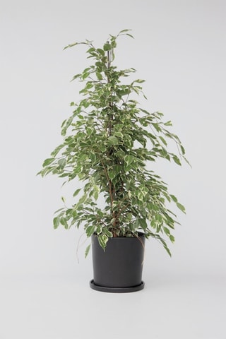 Ficus Benjamina 'Twilight' XL - Altura entregue 100-110 cm