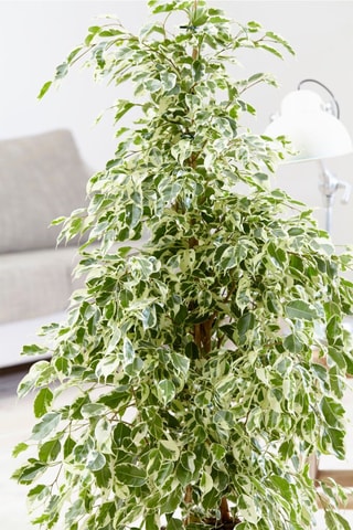 Ficus Benjamina 'Twilight' XL - Altura entregue 100-110 cm