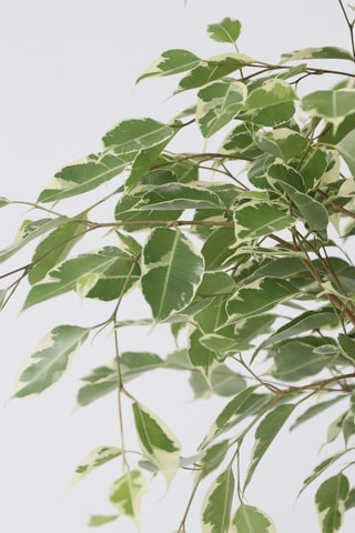 Ficus Benjamina 'Twilight' XL - Altura entregue 100-110 cm