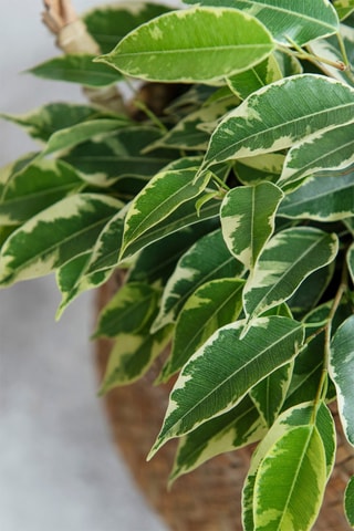 Ficus Benjamina 'Twilight' XL - Altura entregue 100-110 cm