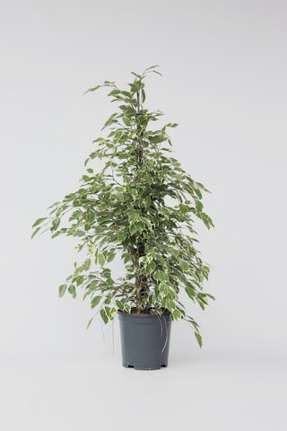 Ficus Benjamina 'Twilight' XL - Altura entregue 100-110 cm