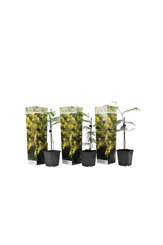 3 Acacia Dealbata Mimosa - Hauteur livrée 25-40 cm