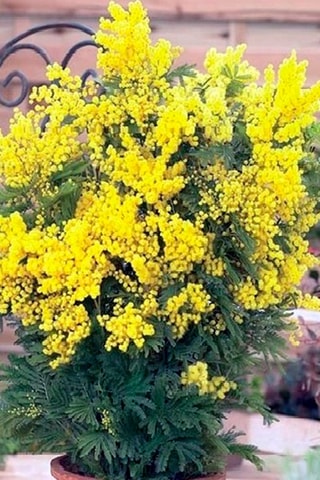 3 Acacia Dealbata Mimosa - Hauteur livrée 25-40 cm