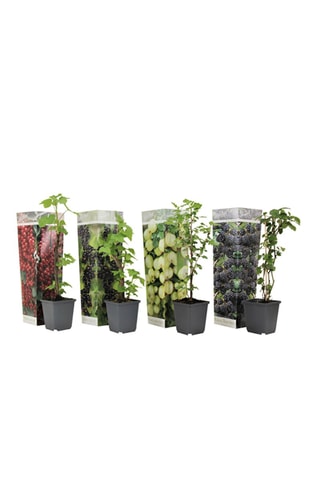 Mistura de 4 bagas - Groselha, aronia, amora e groselha - Altura Entregue 20-25 cm