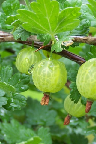 Mistura de 4 bagas - Groselha, aronia, amora e groselha - Altura Entregue 20-25 cm