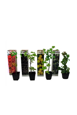 Mistura de 4 bagas - Groselha, aronia, amora e groselha - Altura Entregue 20-25 cm