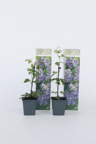 2 clemátides Taïga - Altura Entregue 25-40 cm