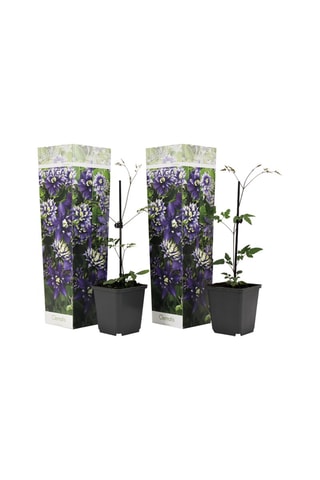 2 clemátides Taïga - Altura Entregue 25-40 cm