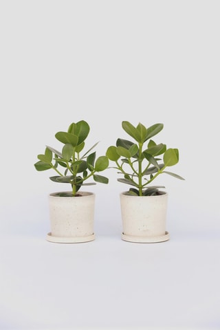 2 Clusia Rosea Princess - Altura entregue 25-35 cm