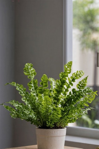 2 Asplenium Crispy Wave - Altura entregue 25-40 cm