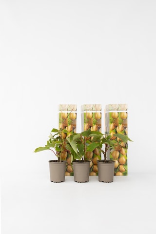 3 árvores de Kiwi Jenny - Altura Entregue 15-20 cm