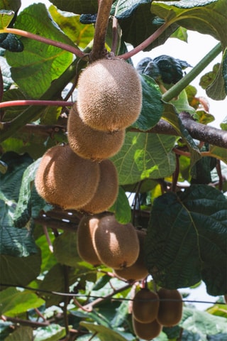 3 árvores de Kiwi Jenny - Altura Entregue 15-20 cm