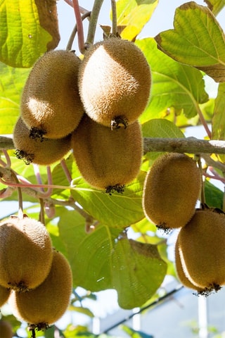 3 árvores de Kiwi Jenny - Altura Entregue 15-20 cm