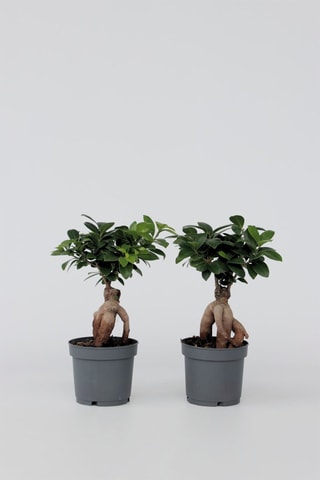 2 ficus ginseng bonsai - Altura entregue 30-40 cm