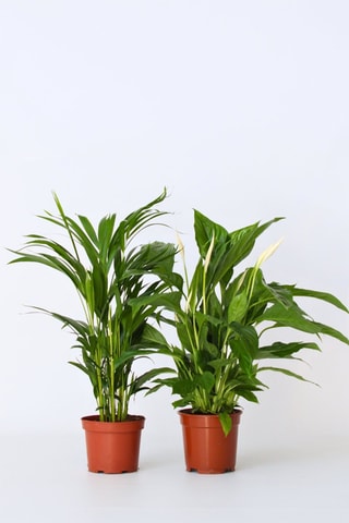 2 plantas purificadoras de ar - Altura entregue 60-75 cm