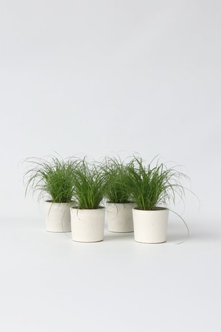 4 ervas para gato Cyperus - Altura entregue 30-40 cm