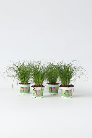 4 ervas para gato Cyperus - Altura entregue 30-40 cm