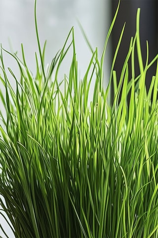 4 ervas para gato Cyperus - Altura entregue 30-40 cm