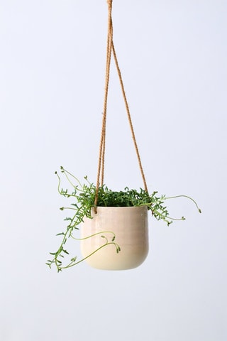 Senecio peregrinus - Altura entregue 10-20 cm