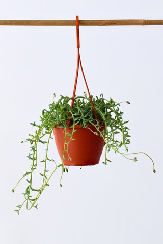 Senecio peregrinus - Altura entregue 10-20 cm