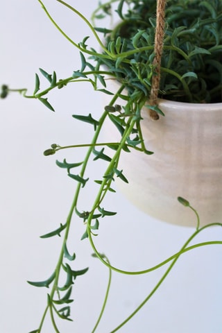 Senecio peregrinus - Altura entregue 10-20 cm