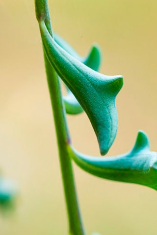 Senecio peregrinus - Altura entregue 10-20 cm