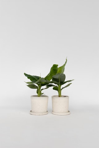 2 bananeiras tropicais - Altura entregue 25-40 cm