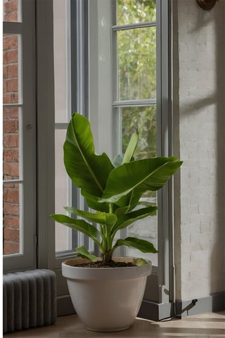 2 bananeiras tropicais - Altura entregue 25-40 cm