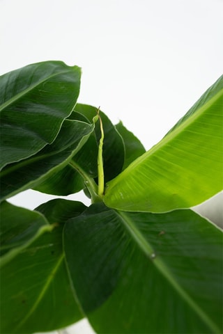 2 bananeiras tropicais - Altura entregue 25-40 cm