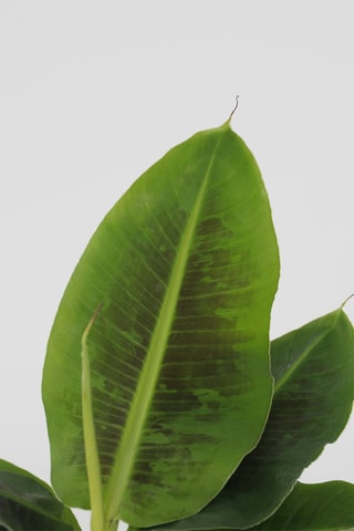 2 bananeiras tropicais - Altura entregue 25-40 cm