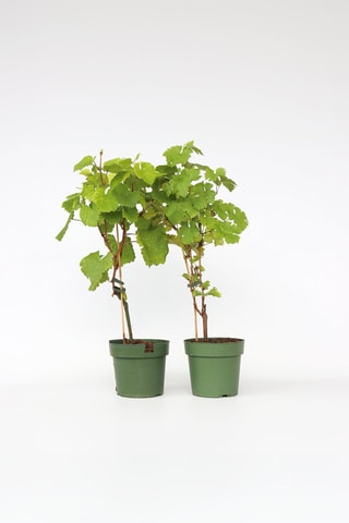 Uva sem sementes Vitis vinifera 'Himrod' e Uva sem sementes Vitis vinifera 'Vanessa' - Altura entregue 60-75 cm