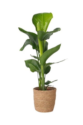 Strelitzia 'Birds of Paradise' Altura entregue 55-70 cm