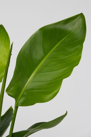 Strelitzia 'Birds of Paradise' Altura entregue 55-70 cm