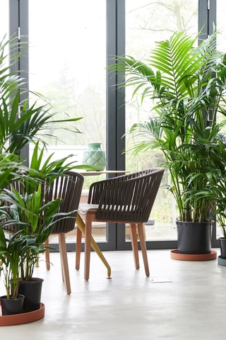 Palmeira Kentia XXL Altura entregue 160-170 cm