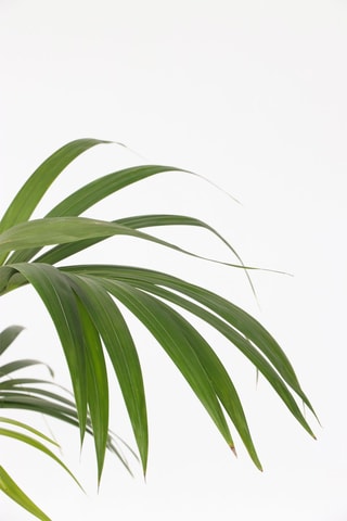 Palmeira Kentia XXL Altura entregue 160-170 cm