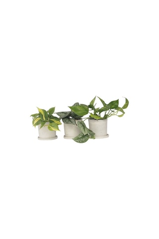 3 plantas verdes - Altura entregue 25-40 cm