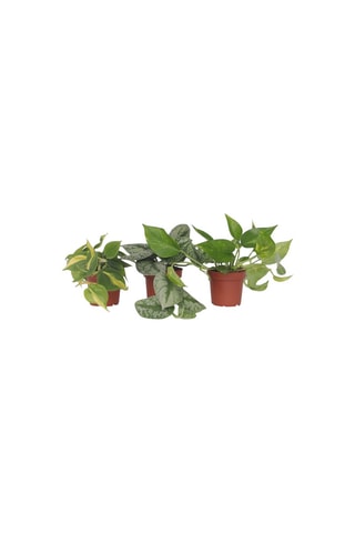 3 plantas verdes - Altura entregue 25-40 cm