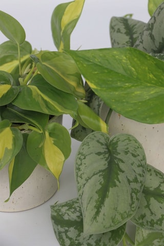 3 plantas verdes - Altura entregue 25-40 cm