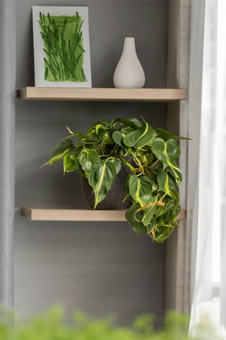 3 plantas verdes - Altura entregue 25-40 cm