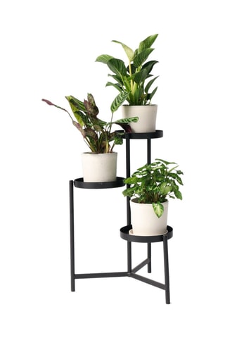 3 Home Mix: Philodendron White Wave, Syngonium Pixie e Ctenanthe Burle Marxii - Altura entregue 25-40 cm