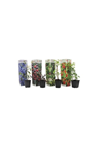 4 smoothies de super frutas - Altura Entregue 25-40 cm