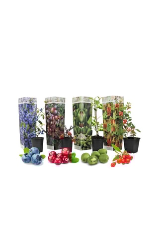 4 smoothies de super frutas - Altura Entregue 25-40 cm