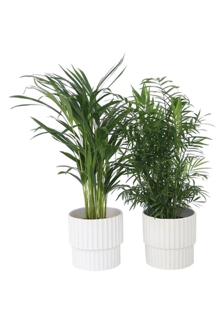 2 palmeiras Chamaedorea e Areca Altura entregue 50-70 cm